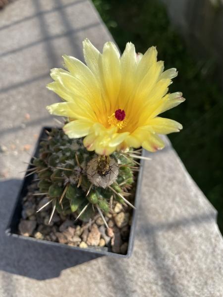 Notocactus submammulosus